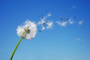Dandelion blowing in the wind