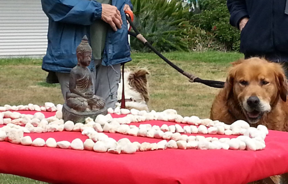 AnimalMem&amp;BlessCerImage